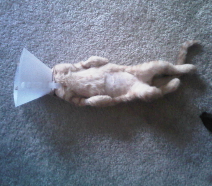 390aad5f6f9518f38d228e56d4