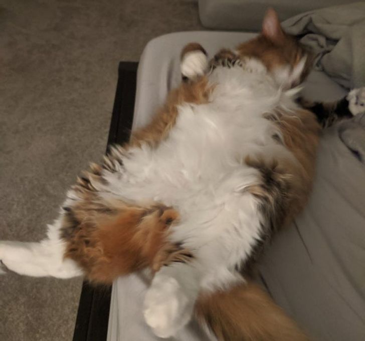 393d695cbe99b7c3cc2ac0caee