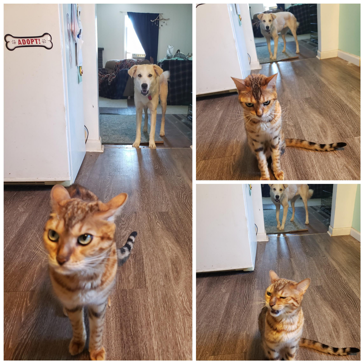 3995c850468d7d51b7d60f720e