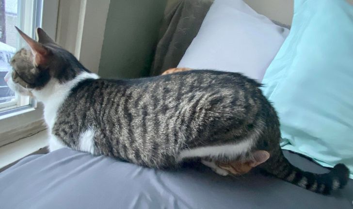 3b5f5259e89d7792e829c6ecde 3b5f5259e89d7792e829c6ecde