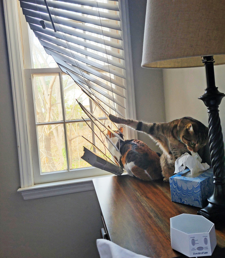 3baa54532f8d5cee28693aad6e