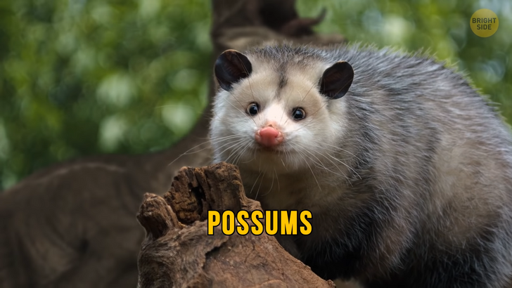 3c4dd757178ec08aed6fb40057