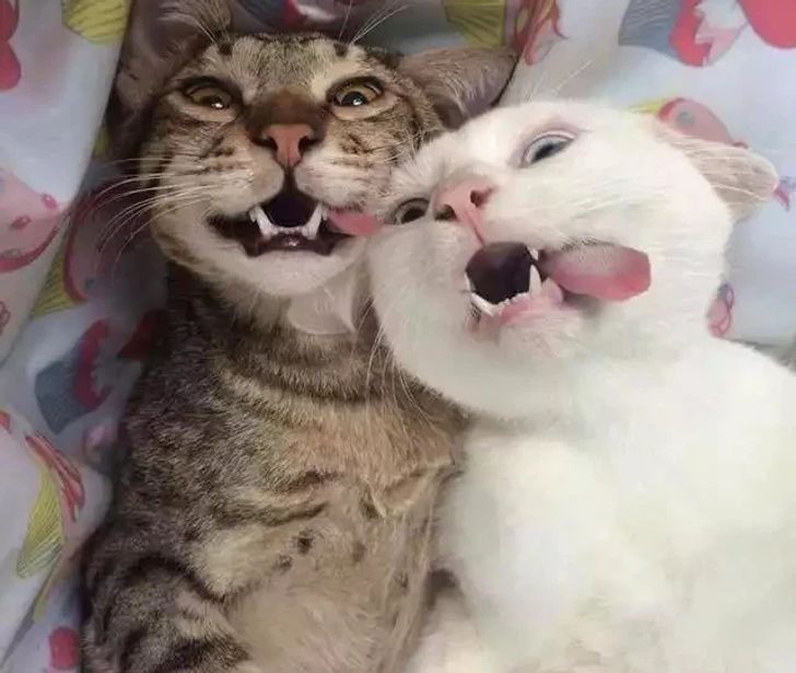 3c56cd5d2682cdf391237e6b11