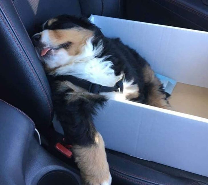 3cc2bb52a3824645ec4cba368c