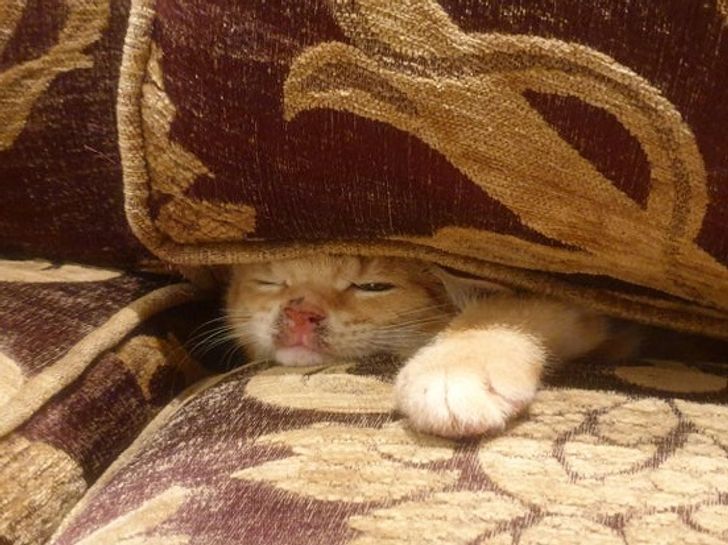 3cfc9550558ab0c489f75df23a