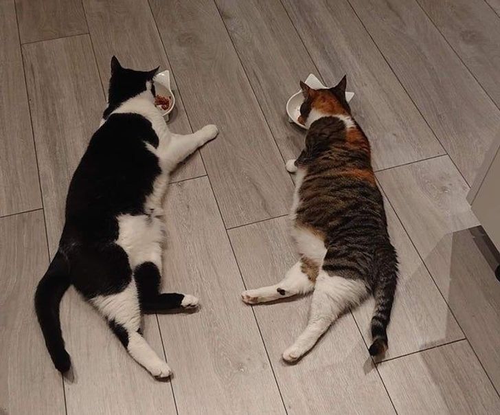 3d44f15969b95b38386f44386f