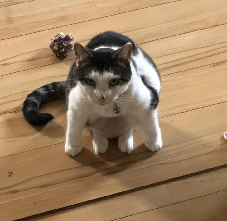 3d661054b0a14b19a77664addd