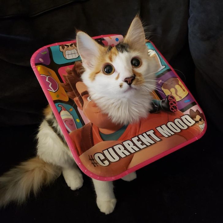 3e52505818b6e9e8db294ab47c