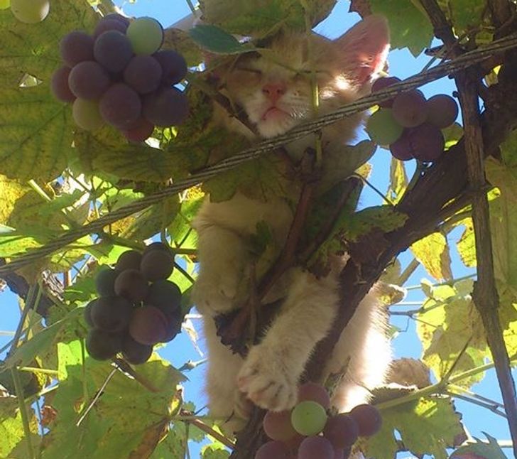 3ec79a5b4f8f0596002ede9b63