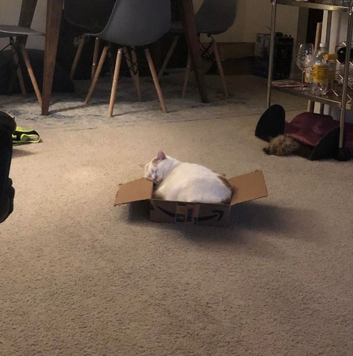 3ee67a58f680ac61c005a4fd50