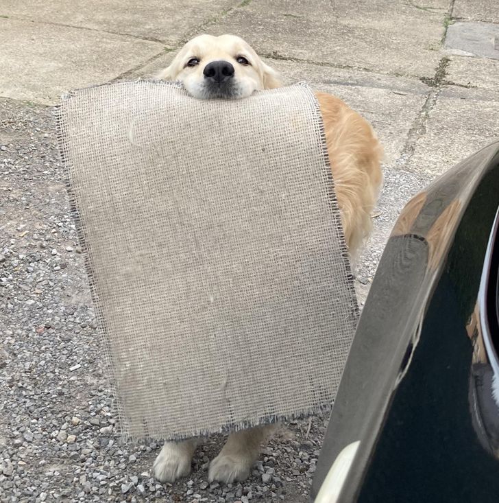 3fd69e509691ddf41121b2de72