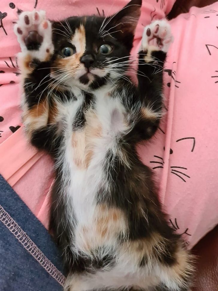 403360519ba4ef6dfa669088da