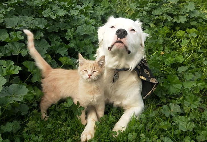 40e27b5ce882862fa8784f3c68