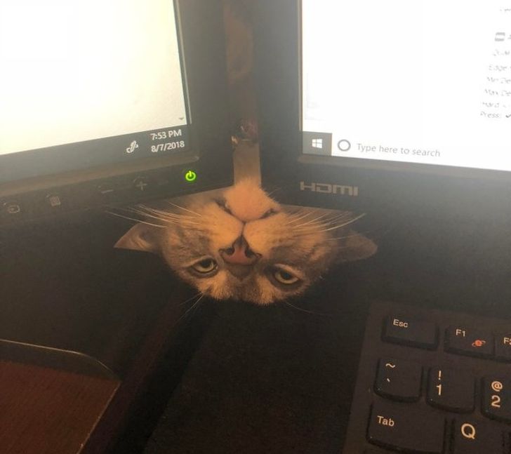 4113d3589bb1009f426075c7cb