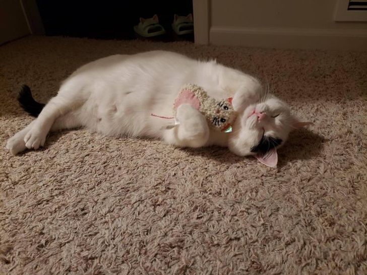 4144e950c3b03dc5f9fda4bf00