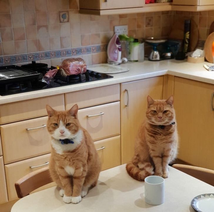 416f245317ab2631a64978d910