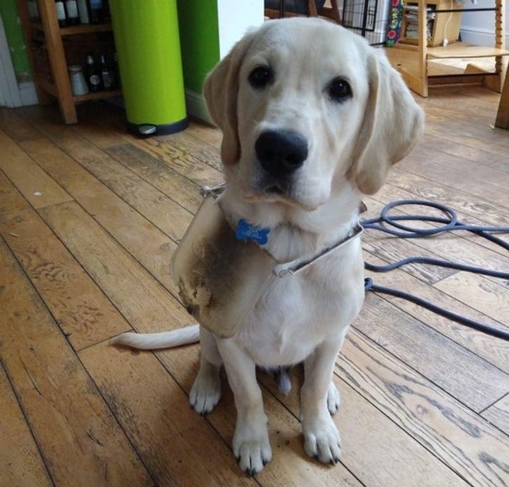 41831c5933816dfc7fd5d235cc