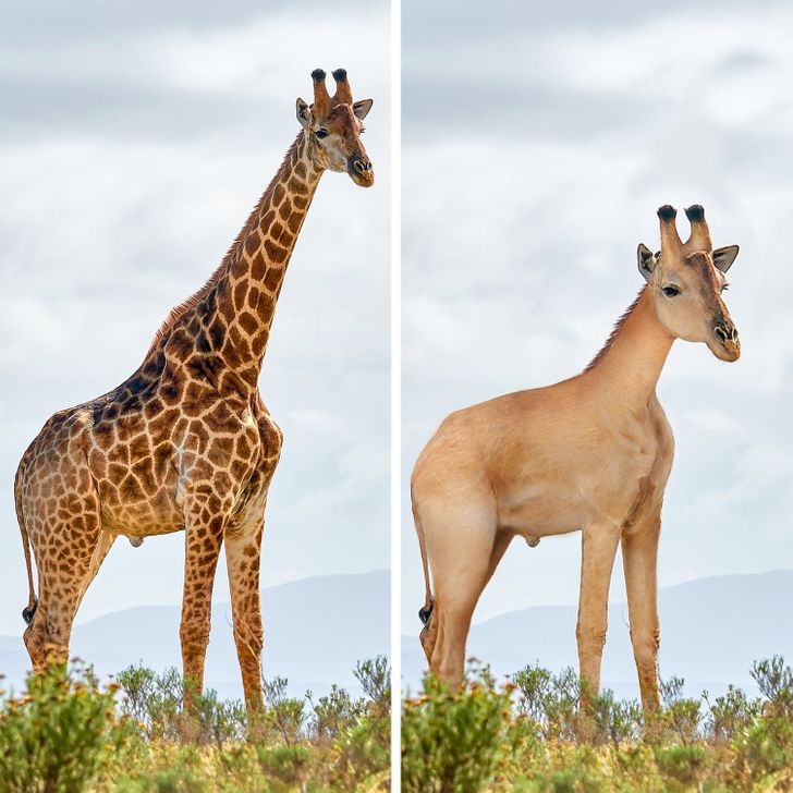 424e375fb2a000eb482b1658b2