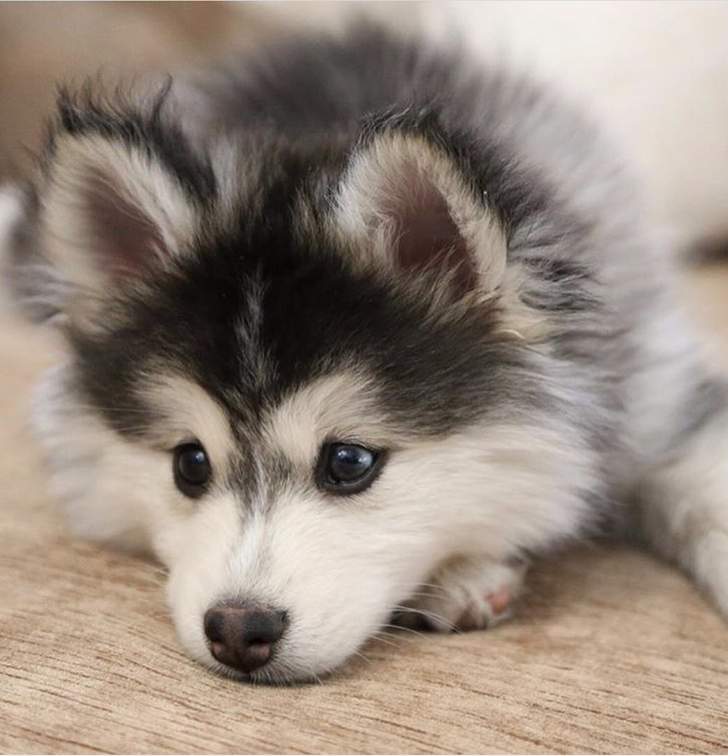 42720f51ed8a9c60cdb08de72b