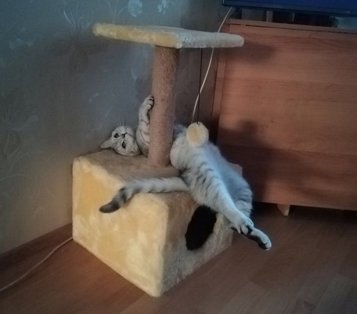 4292d057048a832ce5332e888d