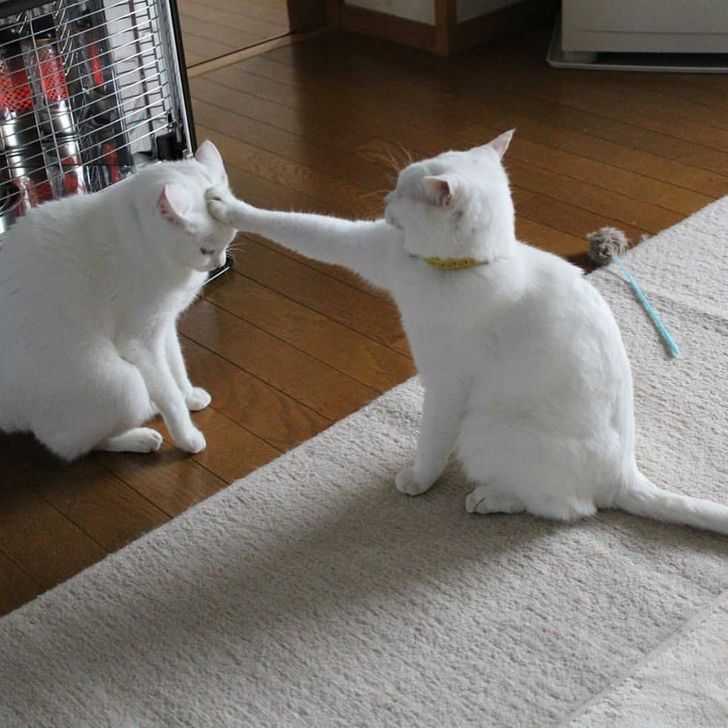 429ade5b63a12fdb31e6d8682d