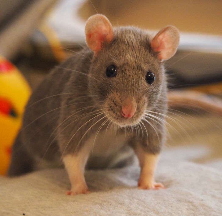 42c1db50bcb5f63ae71215fef1