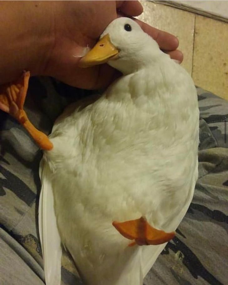 42d86156398096a3a585d9f35d