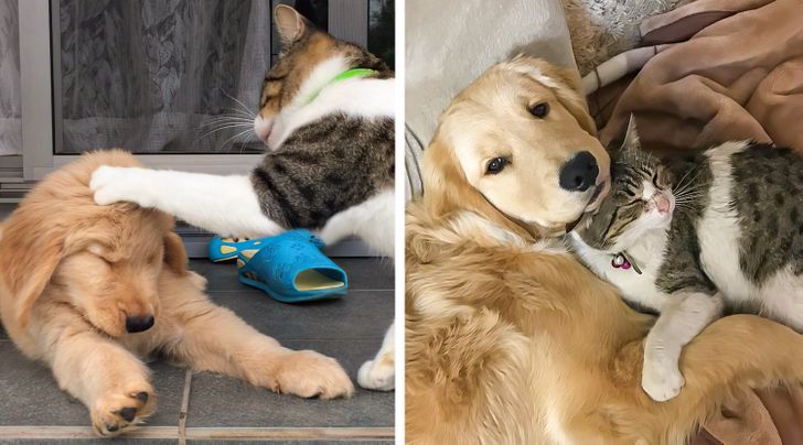 4335f55c97a8730c190716a39c