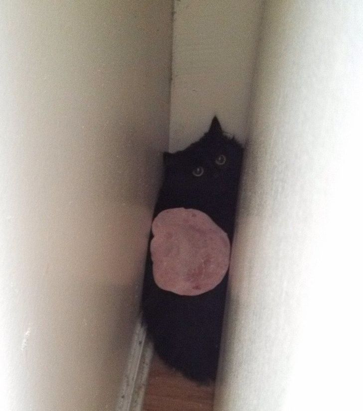 433c495e4b80039c4296503021