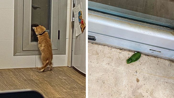 43a5855bfda8fb0ac4a163b330