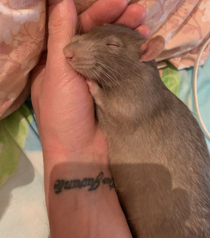 43bb8f51c097b7ce784ed2597e