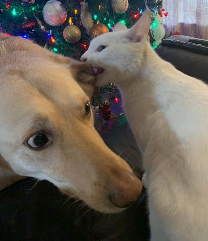 43bf2d5579a97568d2ee7dfb61