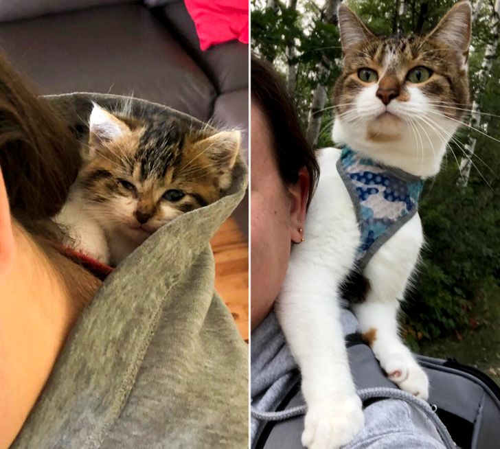 43c7225617b07013d8426cef6b