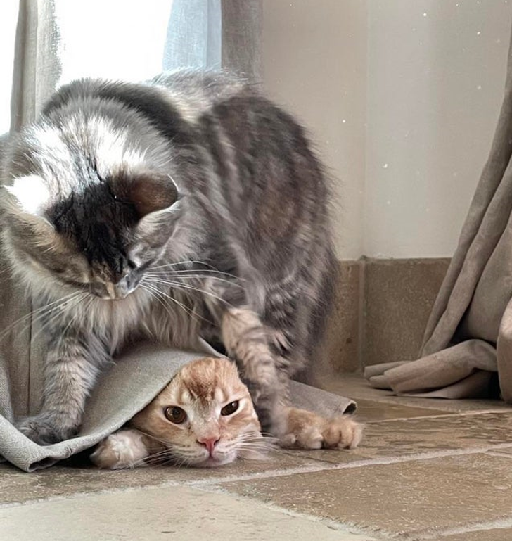 43e61e5602b63a2a99d8a7ab53