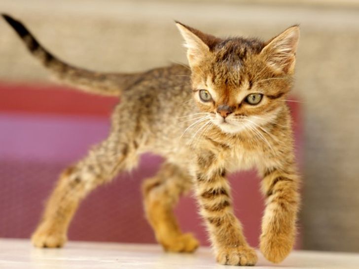 4433df5465a0560204b10461d7