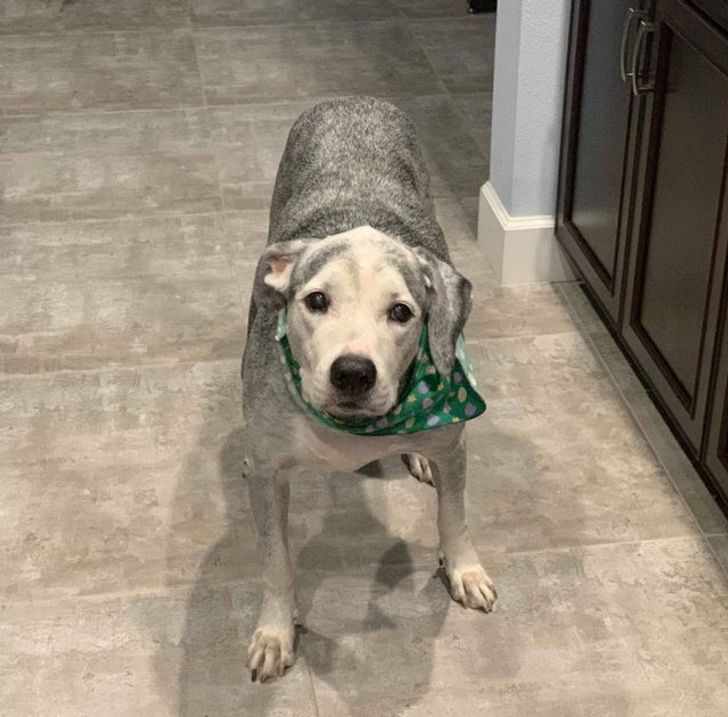 44585f56baa518f1bffa41775c