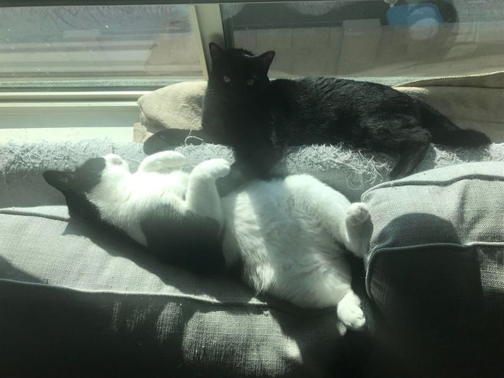 4497bb51ea8d7bf3c87763866c 4497bb51ea8d7bf3c87763866c