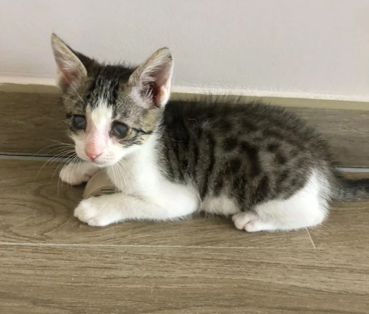 44a556578a916e460747af03b8