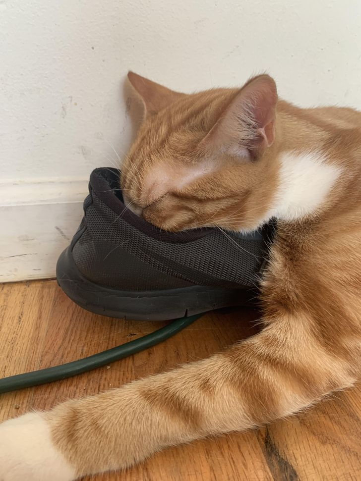 44e3625ad6b1f989a0805ffb72