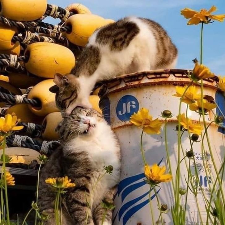 44ebc754a6bcb42080d459b194