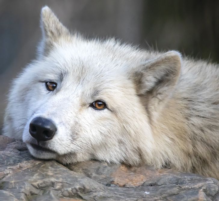 453cde538cac16caf7300803dc