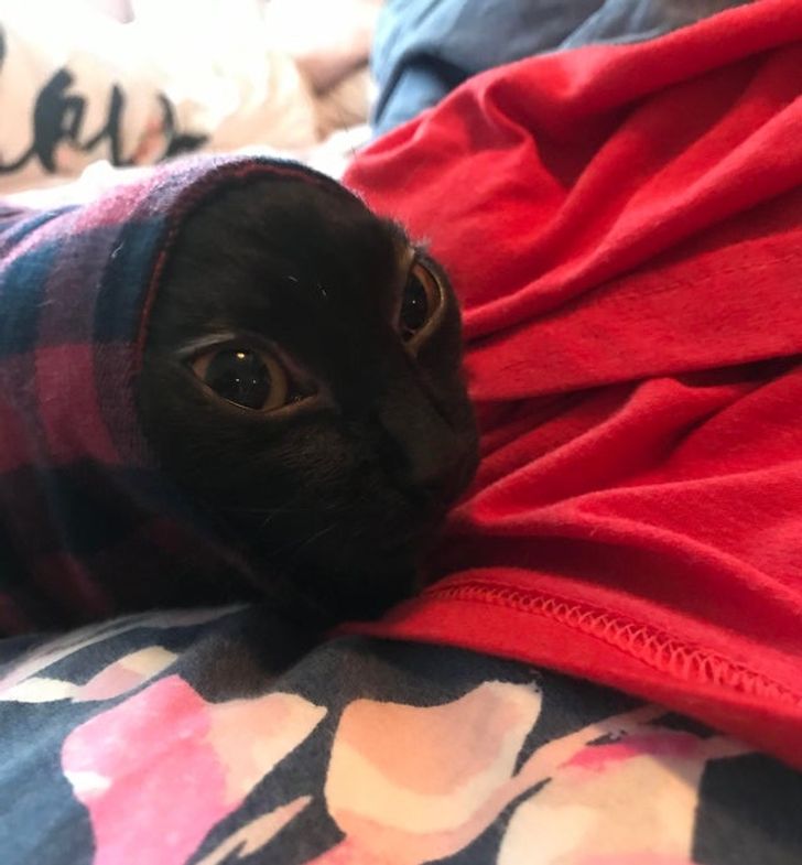 454d6e5cee8ac22ebccd621996