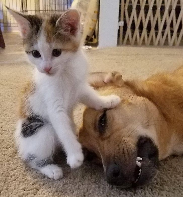 458efa5a288307a8bef2c598af