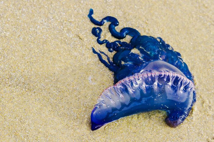 4594a952fba918c77a3b91d106