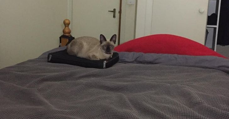 45e3795f599036183ea3819b28