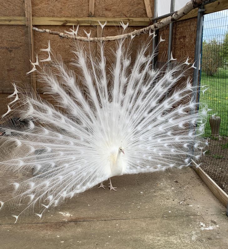 4661c15520a4543b22f71b014f