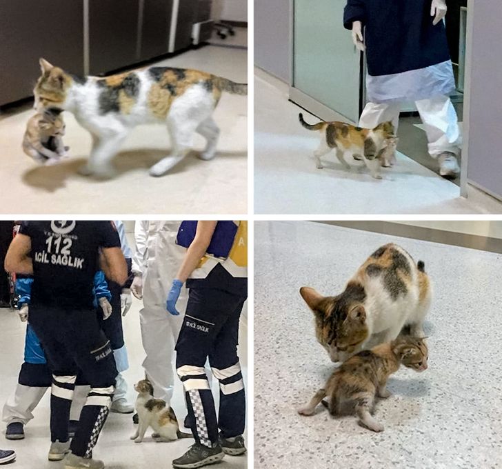 4726f855fb9d6212c31008776e