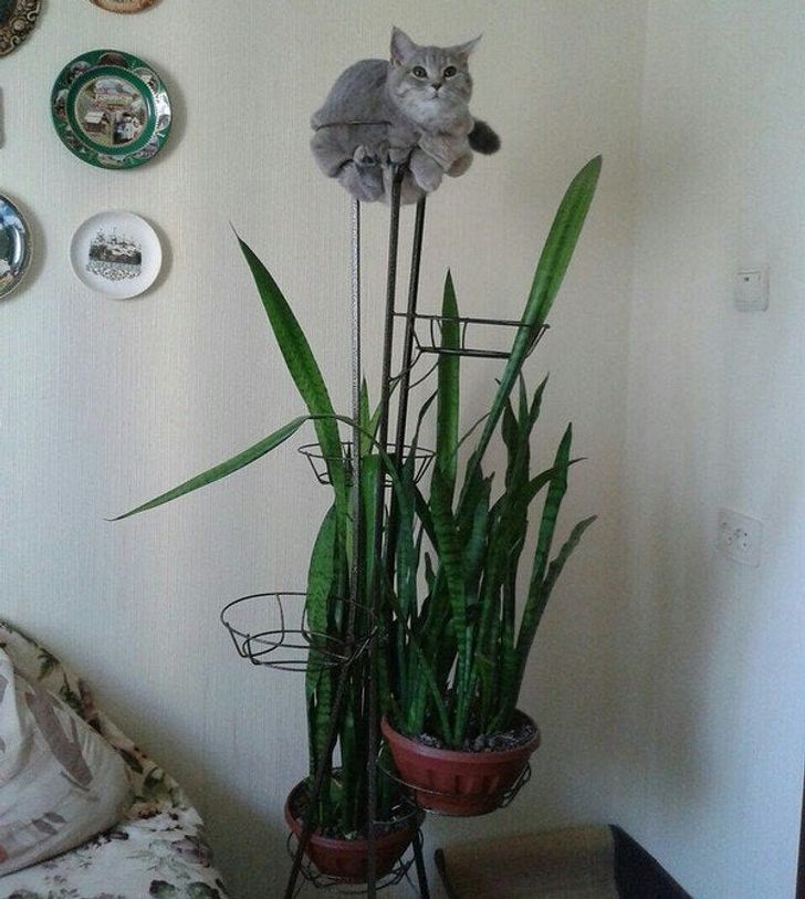 4758c953aca79cc9c7827cc3f4