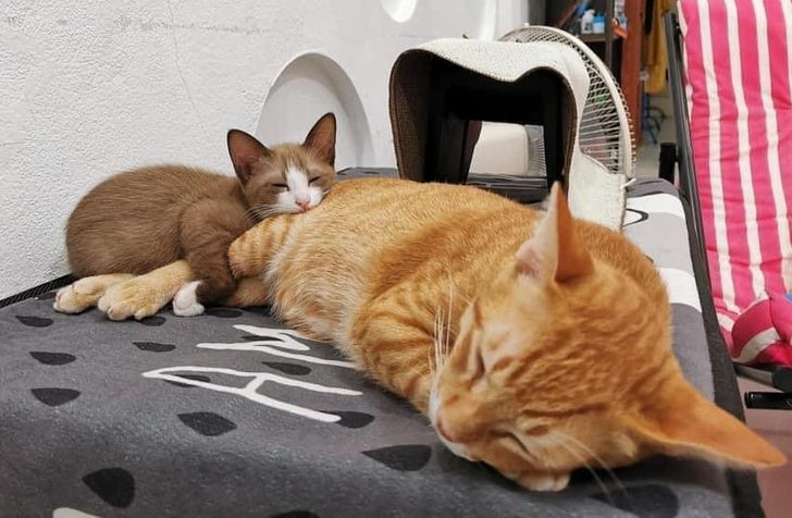 484e175cd4bc3b8ed3673d7796