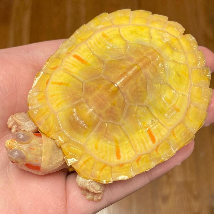 486a5552c68ab276edcdad60ac